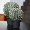 Kaktus im Topf - Künstlich - Graugrün - 25 cm
