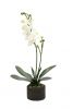 Pflanze Orchidee m. Ballen - Weiß - 50 cm
