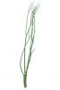 Zweig Mitsumata - 3 Stück als Bund - Salbeigrün - 110 cm