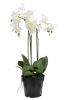 Pflanze Orchidee im Topf - Weiß - 66 cm