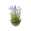 Pflanze Lavendel in Schale - Blaulila - 37 cm