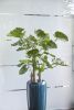 Pflanze Alocasia Calidora im Topf - Minzgrün - 120 cm