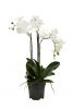 Pflanze Orchidee im Topf - Weiß - 55 cm