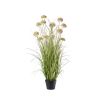 Grasbusch im Topf m. Allium - Lachsorange - 117 cm