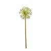 Einzelblume Allium - Cremeweiß - 100 cm