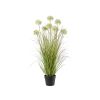 Grasbusch im Topf m. Allium - Weißgrün - 94 cm