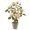 Pflanze Rose im Topf - Altrosa - 44 cm