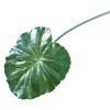 Blatt Lotus m. Tropfen - 3 Stück - Künstlich - Minzgrün - 76 cm