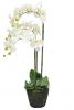 Pflanze Orchidee m. Ballen - Weiß - 80 cm