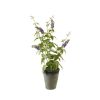 Pflanze Lavendel im Topf - Künstlich - Blaulila - 56 cm