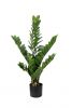 Pflanze Zamioculcas im Topf - Minzgrün - 90 cm