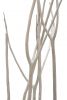 Zweig Mitsumata - 3 Stück als Bund - Graubraun - 110 cm